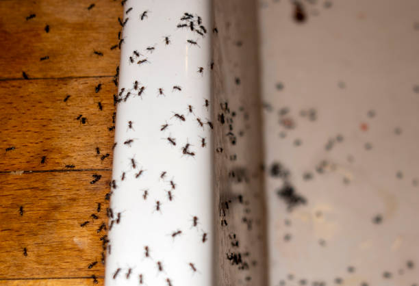Best Affordable Pest Control Services  in Buchanan, MI