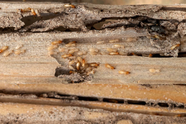 Best Ant Control Services  in Buchanan, MI